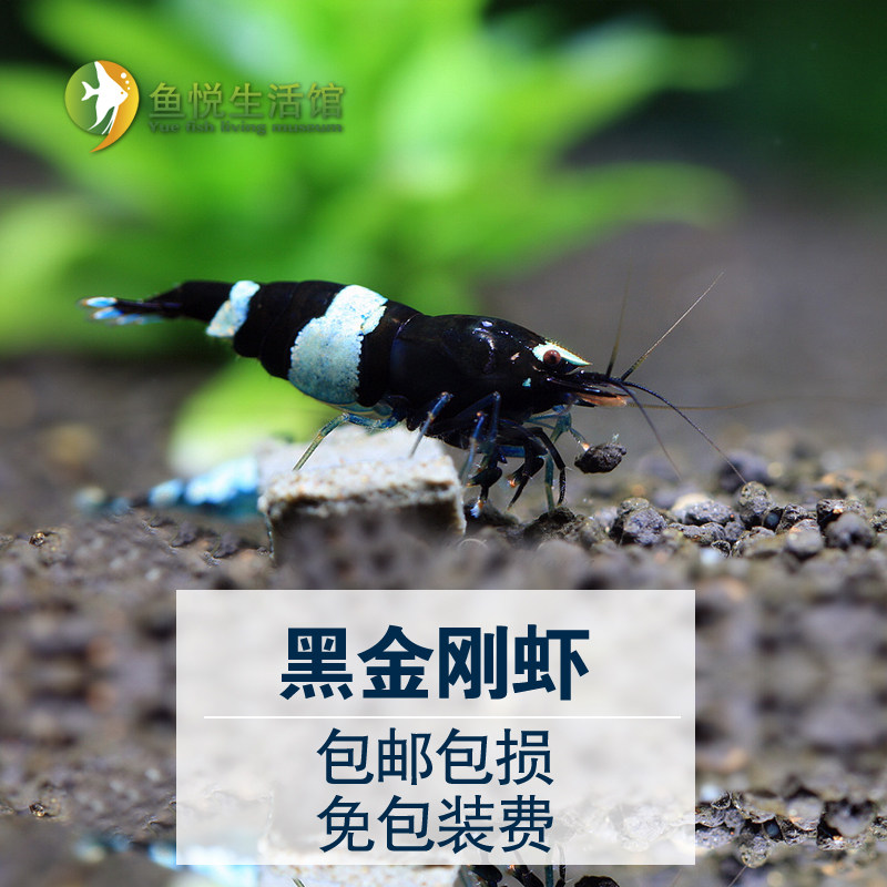 黑金刚虾纯血水晶虾活体虾蓝化体高等级观赏虾宠物虾包邮花色随机
