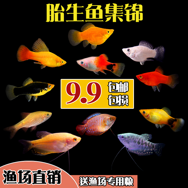 胎生鱼活体玛丽鱼淡水观赏鱼清道夫繁殖孕母孔雀玛丽球小型热带鱼