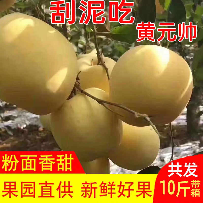 黄金帅黄元帅苹果粉面新鲜水果当季烟台红富士黄香蕉带箱10斤包邮