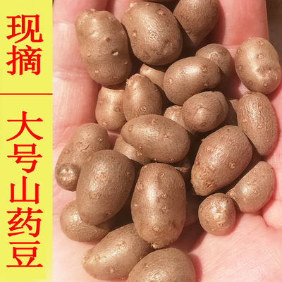 今年现摘大号大码铁棍山药豆包邮新鲜种子山药蛋糖葫芦山药籽