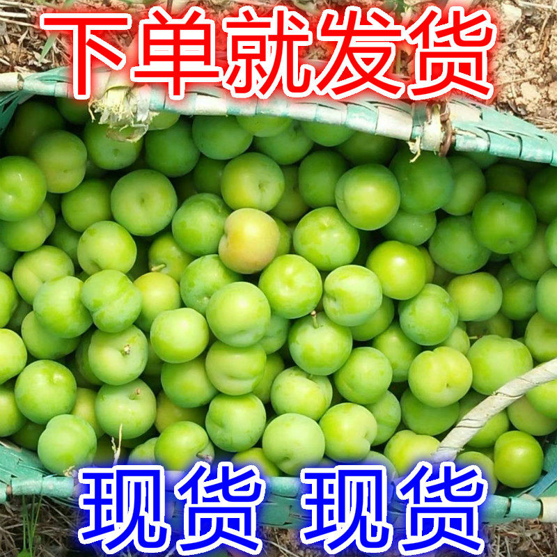 福建李子现货三月李新鲜水果李子早熟三华脆孕妇酸脆李当季现摘