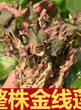 福建正宗林下种植金线莲肝茶干品整株大叶红霞煲汤养生茶50g包邮