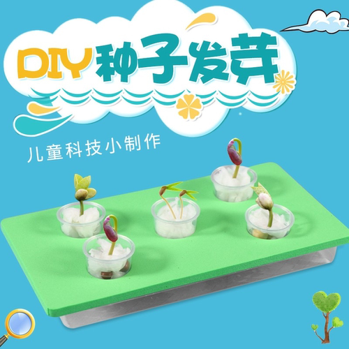 种子发芽儿童科普科学实验小制作