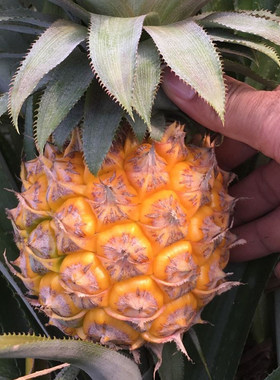 新鲜香水小菠萝迷你pk越南泰国