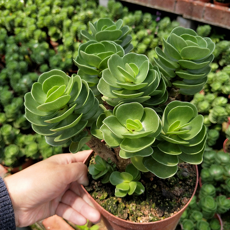 绿植金钱木多肉植物防辐射