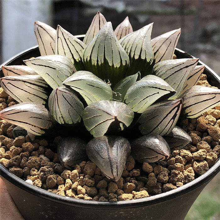 透亮西瓜寿十二卷多肉植物盆栽玉露寿办公桌阳台净化空气,鲜花速递/花卉仿真/绿植园艺,多肉植物,淘宝优惠券,粉丝福利购,淘宝优惠卷