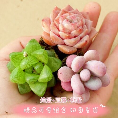多肉植物套餐盆栽桃蛋玉露纯爱好养新手室内办公室花卉绿植