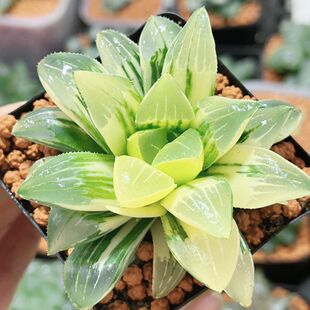 姬寿锦十二卷属多肉植物室内外精品室内客厅自然锦绿植花卉盆栽