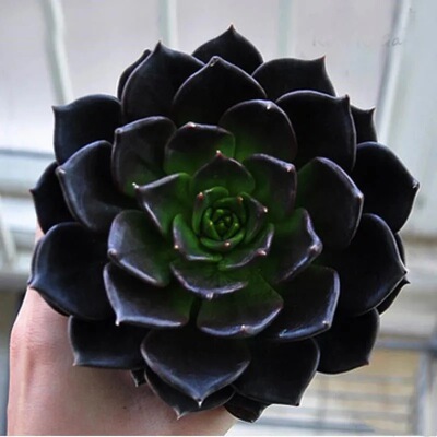 黑王子黑骑士净化空气多肉植物