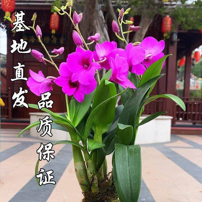 粉黛红泼墨石斛兰盆栽室内花苞开花四季阳台花卉兰花绿植植物