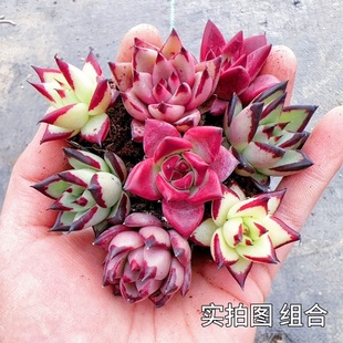 七彩多肉植物组合罗宾乌木好养黑檀汁阳台桌面盆栽新手室内花卉