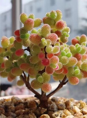 米粒糖球红叶冰晶枝干番杏多肉植物小老桩群生稀有肉肉盆栽花卉