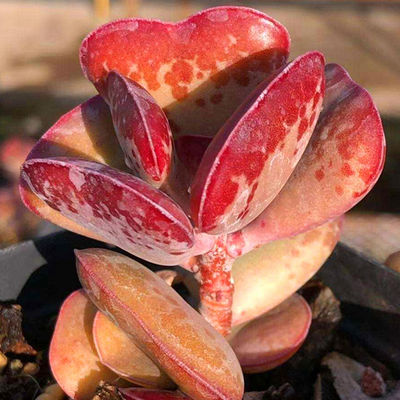 爱心水泡多肉植物心形肉肉