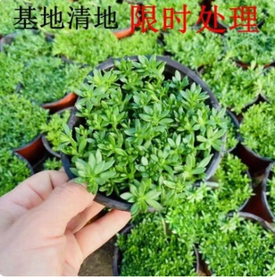 垂盆草中草药材盆栽护肝可食用多肉吊兰绿植狗牙半支蛇丹草石指甲