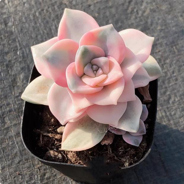 紫乐锦多肉植物室内阳台盆栽花卉绿植好养活易活精选稀有贵货图片