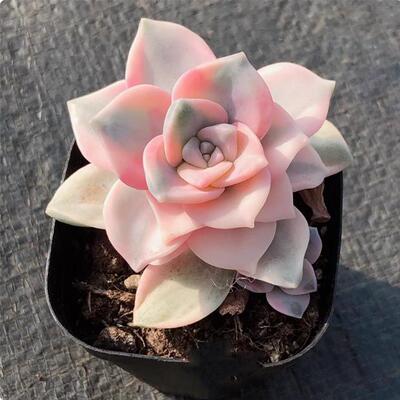 紫乐锦多肉植物室内阳台盆栽花卉绿植好养活易活精选稀有贵货