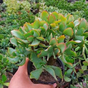 知更鸟老桩海带群生多肉植物盆栽肉肉办公桌绿植防辐射净化空气