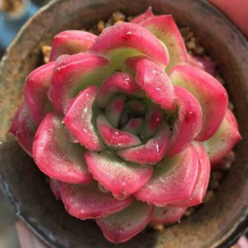 弗洛瑞安娜多肉植物盆栽