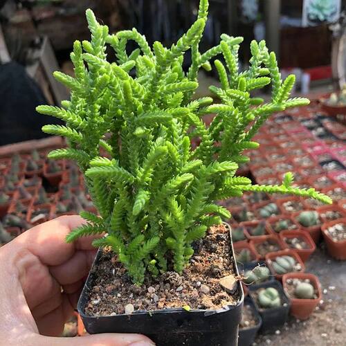 青锁龙若绿多肉植物盆栽花卉