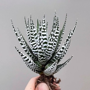 斑马鹰爪条纹十二卷多肉植物办公室内绿植花卉琉璃殿肉肉盆栽