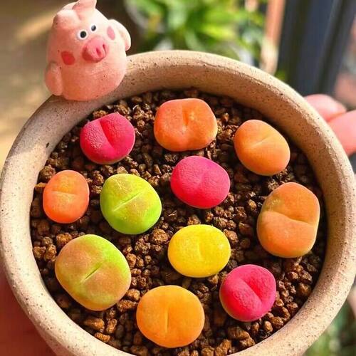 容易毛汉尼生石花多肉植物盆栽