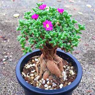 姬红小松 开花多肉植物组合小盆栽 块根老桩盆景室内装饰群生绿植