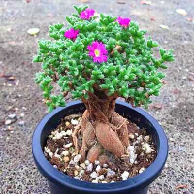 开花老桩盆景块根姬红