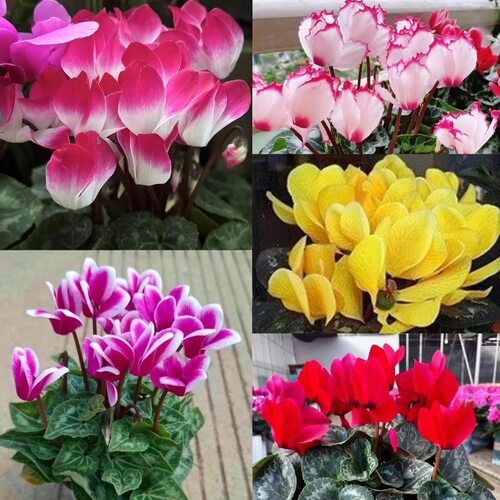 仙客来花苗室内盆栽开花植物四季花卉好养阳台花苗开花观花绿植