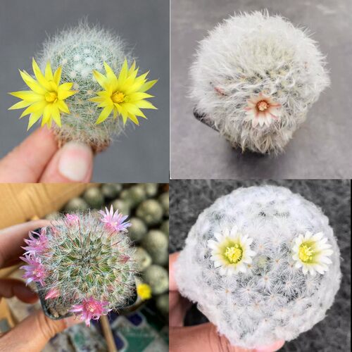 毛茸茸芳香丸软毛仙人球多肉植物组合盆栽白星高莎肉肉室内防辐射