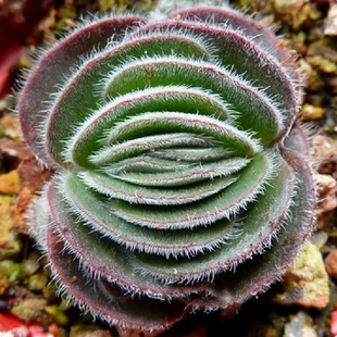 月光宝盒 稀有 月晕多肉植物盆栽群生多头肉肉室内绿植花卉防辐射