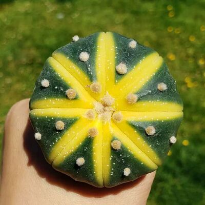 盆栽仙人球星兜鸾凤玉多肉植物