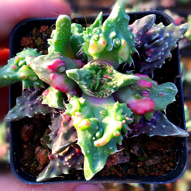 带瘤狂澜红怒涛多肉植物盆栽开花四海波室内阳台肉肉花卉防辐射