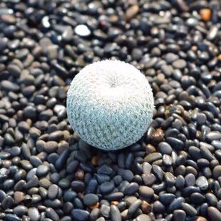 月世界仙人球自根精巧殿仙人球办公室内桌面防辐射阳台懒人小盆栽