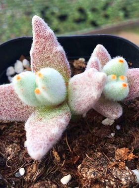 毛茸茸盆栽办公桌绿植净化空气