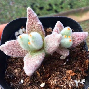 毛茸茸福兔耳多肉植物盆栽办公桌窗台月兔耳肉肉绿植花卉净化空气