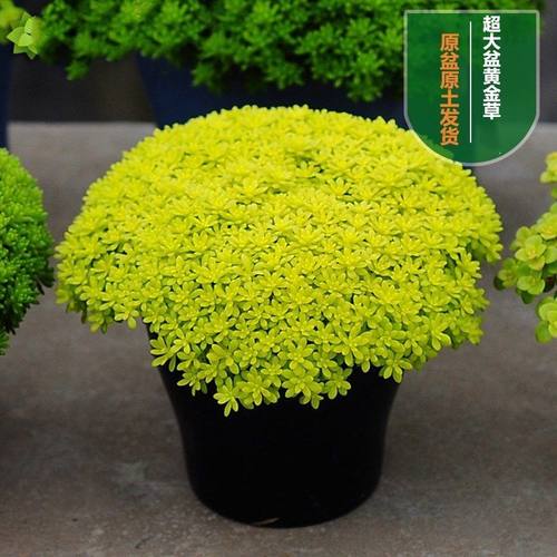 盆栽花卉弹簧草姬星美人多肉植物