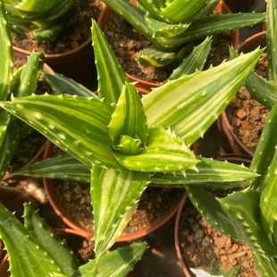 彩色不夜城芦荟锦 姬千代翠花掌多肉植物盆栽桌面水培防辐射肉肉