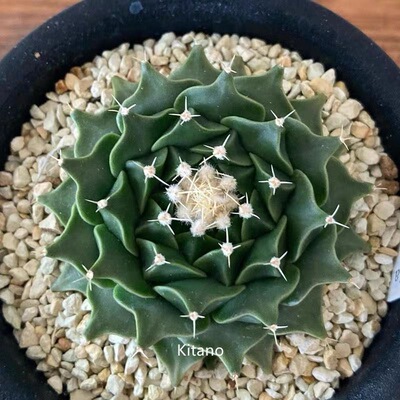 中国四大名球之一帝冠精品仙人球易养爱开花光山多肉植物盆栽
