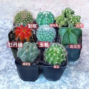 会开花仙人球组合套餐玉翁短毛丸绯花玉龙王金虎鸾凤玉白雪光耐旱