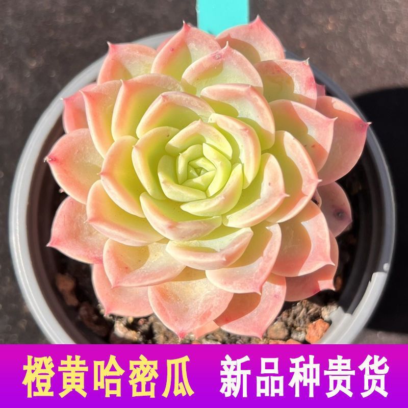 橙黄哈密瓜多肉植物多头群生稀有贵货肉肉办公桌面阳台盆栽防辐射