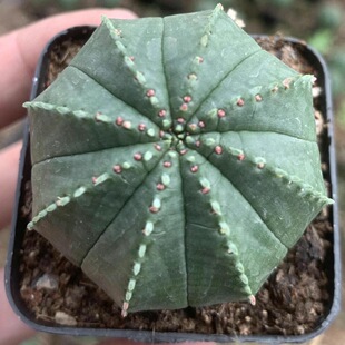 泰国布纹球 稀有品种 仙人球小盆栽室内花卉多肉植物无刺仙人掌
