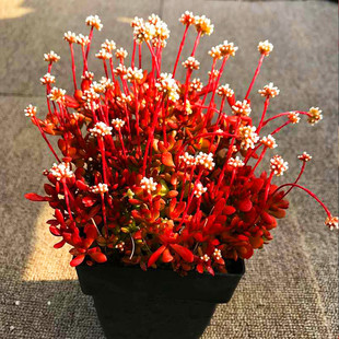 红稚儿多肉植物盆栽开花肉肉红色火焰景天办公桌面绿植花卉防辐射