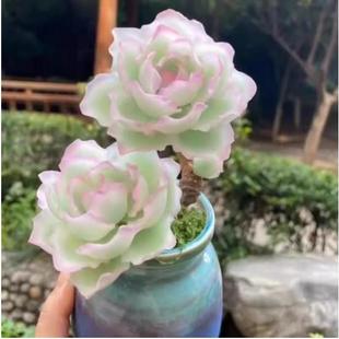 伯克利锦 多肉植物 中高端小贵货肉肉盆栽绿植花卉 带褶皱边线