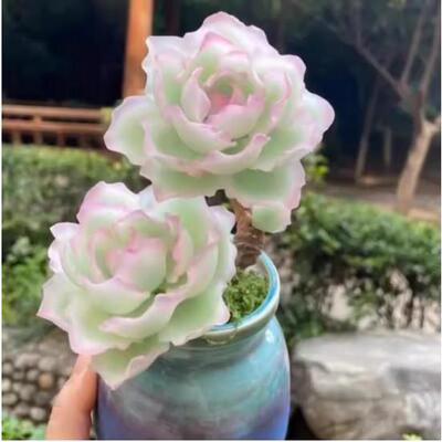 办公桌伯克利锦多肉植物贵货