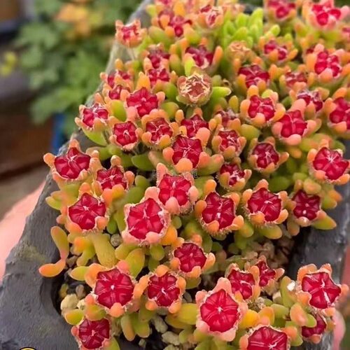 红宝石钻石 枝干番杏多肉植物室内花卉糖球盆栽米粒群生办公室