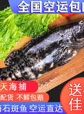 深海野生石斑鱼鲜活龙胆石斑鱼急冻珍珠斑老虎斑(3-10斤)顺丰空运