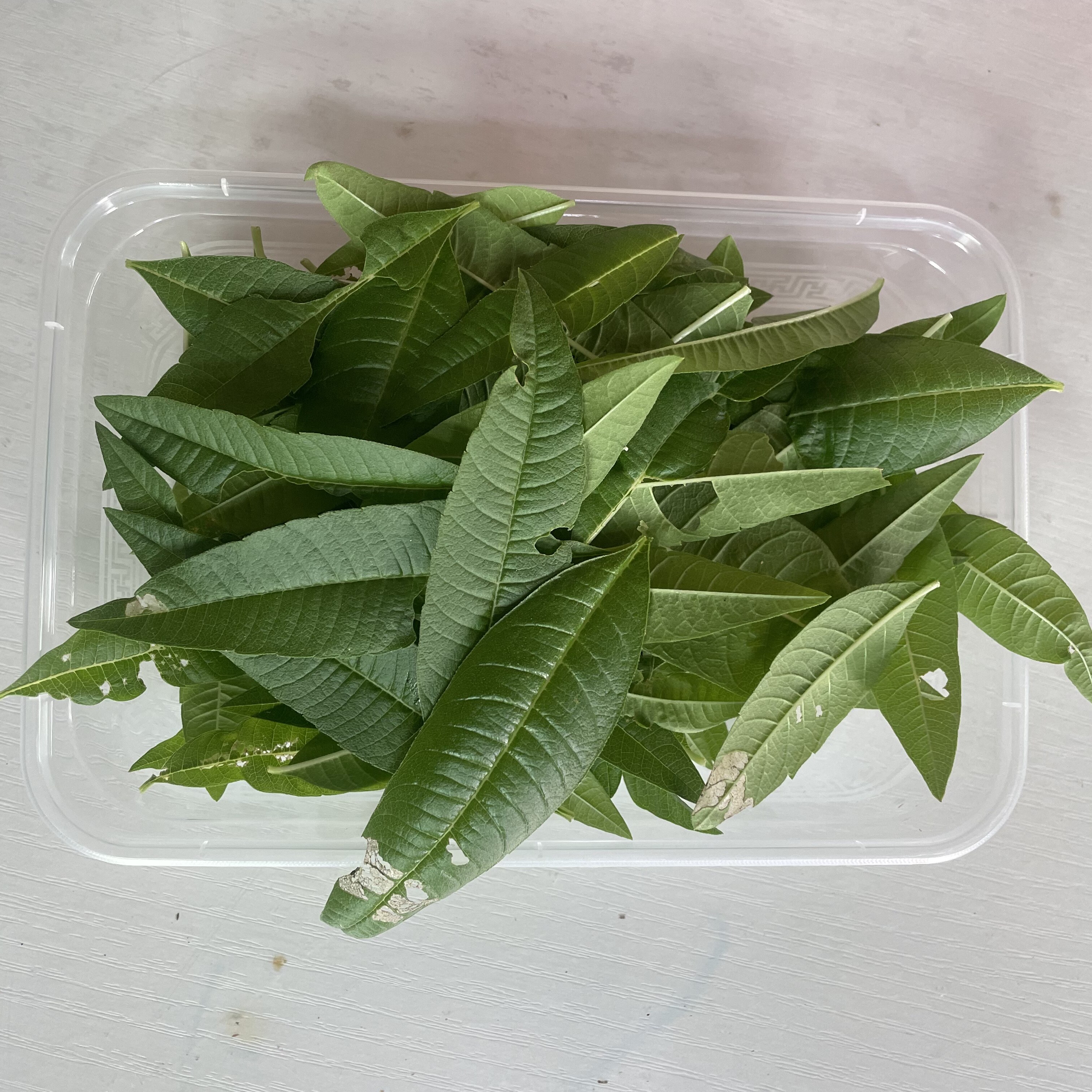 新鲜柠檬马鞭草 烂叶破叶打汁叶可食用西餐香料调料烹饪料理10克