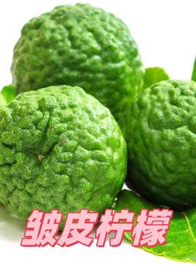 粗皮柠檬皱皮柠檬马蜂橙泰国菜