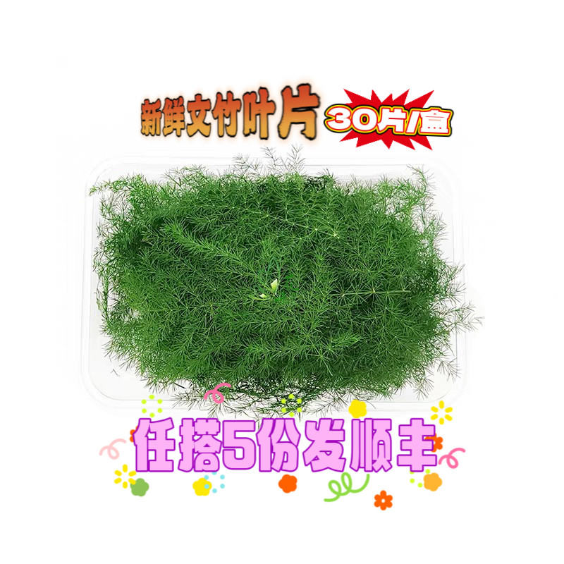 新鲜文竹 云片松 云竹约30片/盒 酒店西餐餐饮冷艺摆盘点缀