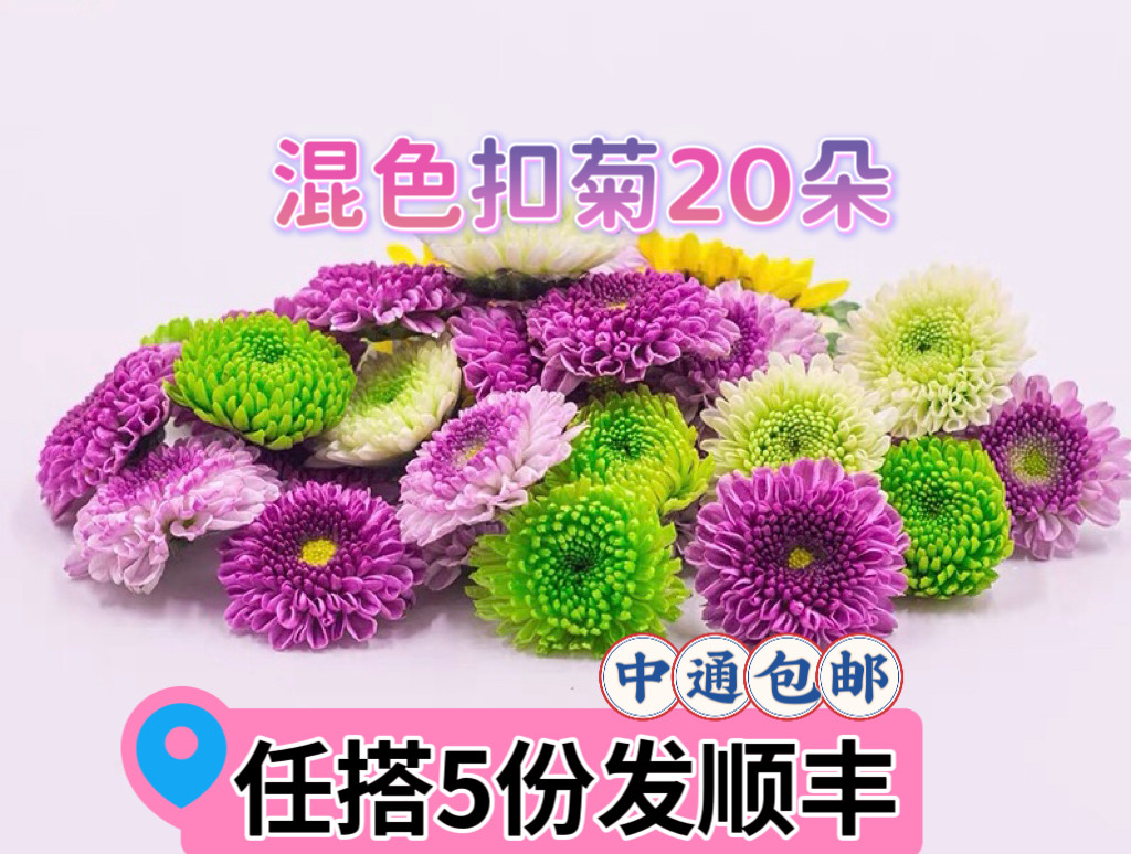 多色彩菊雏菊西餐日料烘焙摆盘